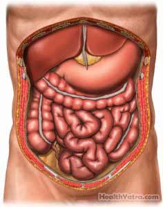 Abdominal Organs Anterior View